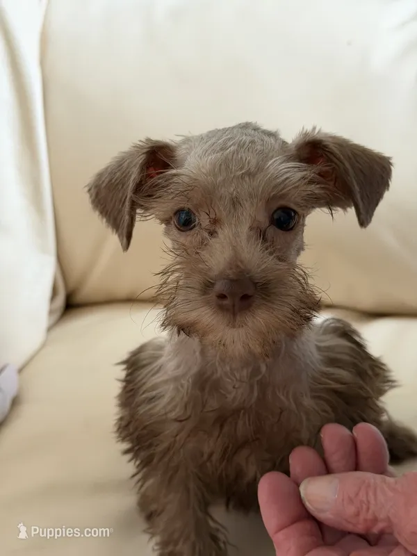 Miss Chocolate  – Miniature Schnauzer puppy for sale in Melcher-Dallas, IA