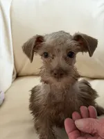 Miss Chocolate , a female Miniature Schnauzer for sale in Melcher-Dallas, IA – 1 of 10