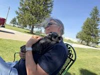 Con, a male Miniature Schnauzer for sale in Melcher-Dallas, IA – 3 of 6