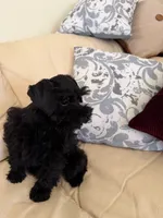 Blackie, a male Miniature Schnauzer for sale in Melcher-Dallas, IA – 4 of 10