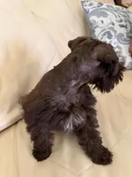 Coco, a male Miniature Schnauzer for sale in Melcher-Dallas, IA – 5 of 10