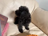 Sam#2, a female Miniature Schnauzer and Poodle - Toy  for sale in Melcher-Dallas, IA – 7 of 10