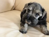 Cam’s #3, a male Miniature Schnauzer for sale in Melcher-Dallas, IA – 3 of 10