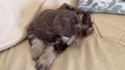 Tanner, a male Miniature Schnauzer for sale in Melcher-Dallas, IA – 9 of 10
