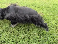 805-2, a male Miniature Schnauzer for sale in Melcher-Dallas, IA – 2 of 6