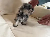 Sam#4, a female Miniature Schnauzer and Poodle - Miniature  for sale in Melcher-Dallas, IA – 7 of 8