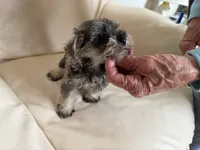 Sam#4, a female Miniature Schnauzer and Poodle - Miniature  for sale in Melcher-Dallas, IA – 5 of 8