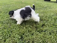 Patti parti, a female Miniature Schnauzer for sale in Melcher-Dallas, IA – 2 of 3