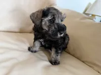 Cam’s #3, a male Miniature Schnauzer for sale in Melcher-Dallas, IA – 7 of 10