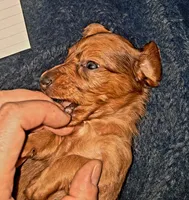 AKC LH Red Male 2, a male Miniature Dachshund for sale in Electra, TX – 2 of 9