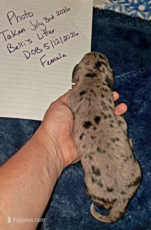 AKC SH silver dapple female  – Miniature Dachshund puppy for sale in Electra, TX