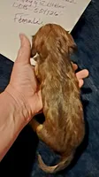 AKC LH Red Female, a female Miniature Dachshund for sale in Electra, TX – 3 of 8