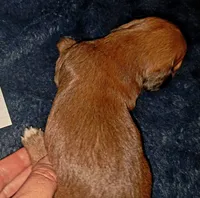 AKC SH RED Female, a female Miniature Dachshund for sale in Electra, TX – 7 of 8