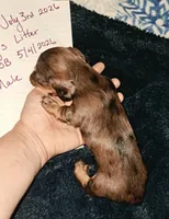 AKC dark silver LH dapple Male, a male Miniature Dachshund for sale in Electra, TX – 5 of 6