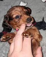 Pink AKC Female, a female Miniature Dachshund for sale in Wichita Falls, TX – Photo 3 of 7