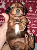 Pink AKC Female, a female Miniature Dachshund for sale in Wichita Falls, TX – Photo 2 of 7