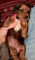 Pink AKC Female, a female Miniature Dachshund for sale in Wichita Falls, TX – Photo 5 of 7