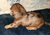 AKC dark silver LH dapple Male, a male Miniature Dachshund for sale in Electra, TX – 3 of 6