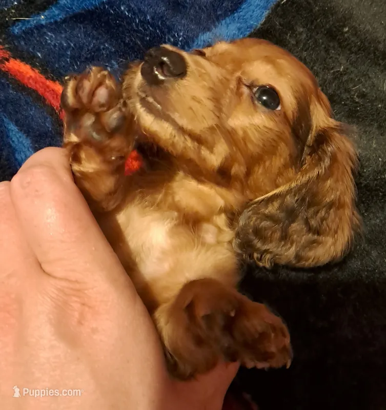 AKC LH Red Male 2 – Miniature Dachshund puppy for sale in Electra, TX