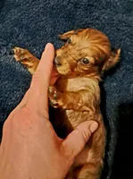 AKC LH Red Female, a female Miniature Dachshund for sale in Electra, TX – 2 of 8