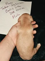 AKC SH Blonde Male, a male Miniature Dachshund for sale in Electra, TX – 3 of 6