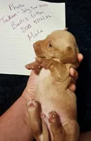 AKC SH Blonde Male, a male Miniature Dachshund for sale in Electra, TX – 1 of 6