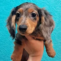Silver AKC Male, a male Miniature Dachshund for sale in Electra, TX – Photo 6 of 7