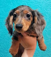Silver AKC Male, a male Miniature Dachshund for sale in Wichita Falls, TX – Photo 1 of 6