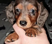 Silver AKC Male, a male Miniature Dachshund for sale in Wichita Falls, TX – Photo 4 of 6