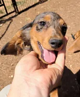 Silver AKC Male, a male Miniature Dachshund for sale in Electra, TX – Photo 1 of 7