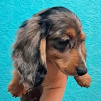 Silver AKC Male, a male Miniature Dachshund for sale in Electra, TX – Photo 7 of 7