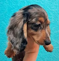 Silver AKC Male, a male Miniature Dachshund for sale in Wichita Falls, TX – Photo 2 of 6