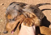 Silver AKC Male, a male Miniature Dachshund for sale in Electra, TX – Photo 4 of 7