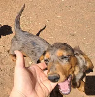 Silver AKC Male, a male Miniature Dachshund for sale in Electra, TX – Photo 3 of 7