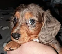 Silver AKC Male, a male Miniature Dachshund for sale in Wichita Falls, TX – Photo 5 of 6