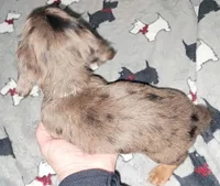 Silver AKC Male, a male Miniature Dachshund for sale in Wichita Falls, TX – Photo 6 of 6