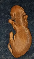 AKC LH Red Male 2, a male Miniature Dachshund for sale in Electra, TX – 3 of 9