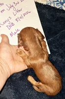AKC LH RED MALE , a male Miniature Dachshund for sale in Electra, TX – 5 of 8
