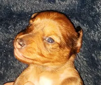 AKC SH RED Female, a female Miniature Dachshund for sale in Electra, TX – 8 of 8