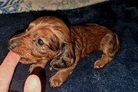 AKC LH Red Female, a female Miniature Dachshund for sale in Electra, TX – 8 of 8