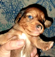 AKC SH RED Female, a female Miniature Dachshund for sale in Electra, TX – 3 of 8