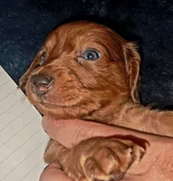 AKC LH RED Dapple Male *blue eye, a male Miniature Dachshund for sale in Electra, TX – 4 of 6