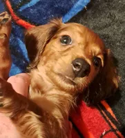 AKC LH RED MALE , a male Miniature Dachshund for sale in Electra, TX – 2 of 6