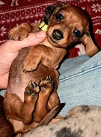 Yellow AKC Female, a female Miniature Dachshund for sale in Wichita Falls, TX – Photo 7 of 8