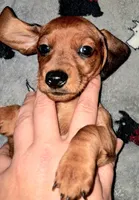 Yellow AKC Female, a female Miniature Dachshund for sale in Wichita Falls, TX – Photo 5 of 8