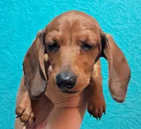 Yellow AKC Female, a female Miniature Dachshund for sale in Wichita Falls, TX – Photo 3 of 8