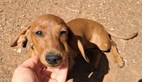 Daisy AKC Female, a female Miniature Dachshund for sale in Electra, TX – Photo 4 of 7