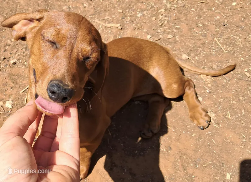 Daisy AKC Female – Miniature Dachshund puppy for sale in Electra, TX
