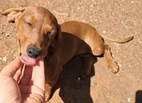 Daisy AKC Female, a female Miniature Dachshund for sale in Electra, TX – Photo 1 of 7