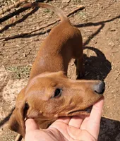 Daisy AKC Female, a female Miniature Dachshund for sale in Electra, TX – Photo 5 of 7